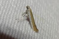 Aspilapteryx tringipennella