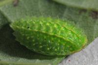 Apoda limacodes
