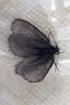 Epichnopterix sieboldii