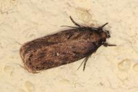 Depressaria albipunctella