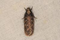 Depressaria radiosquamella