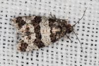 Isotrias rectifasciana