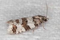 Isotrias rectifasciana