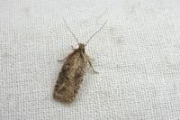 Agonopterix scopariella