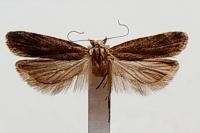 Pexicopia malvella