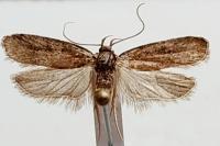 Agonopterix cnicella