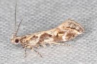 Ornativalva pseudotamariciella