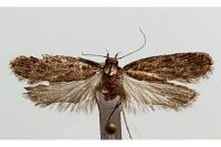 Depressaria albipunctella