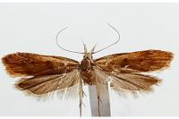 Dichomeris derasella