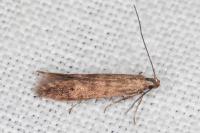 Monochroa lucidella