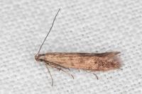 Monochroa lucidella