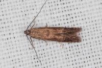 Monochroa lucidella
