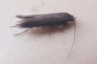 Amphisbatis incongruella