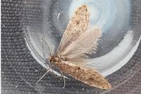 Bankesia conspurcatella