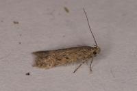 Scrobipalpa obsoletella