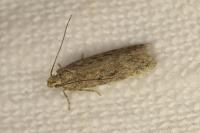Scrobipalpa obsoletella