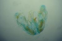 Merrifieldia leucodactyla