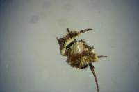 Depressaria