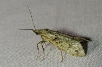 Diurnea fagella