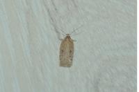 Agonopterix scopariella