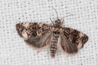 Endothenia gr. gentianaeana