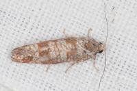 Rhyacionia maritimana