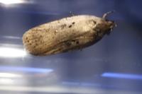 Agonopterix yeatiana