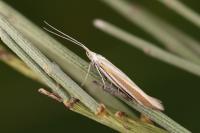 Coleophora caelebipennella