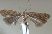 Bryotropha terrella