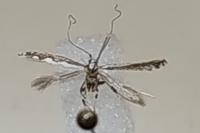 Dialectica scalariella