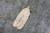 Agonopterix pallorella