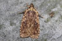 Agonopterix ciliella/heracliana