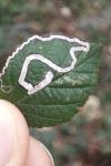 Stigmella aurella