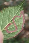 Stigmella aurella