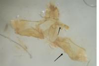 Acleris notana