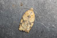 Acleris ferrugana/notana