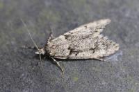 Diurnea fagella