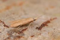 Coleophora lutipennella