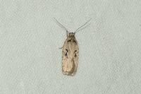Agonopterix yeatiana