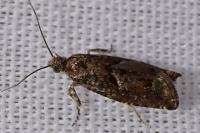 Epinotia immundana