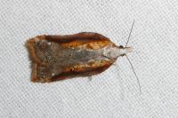 Acleris cristana