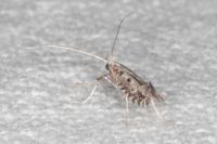 Parornix scoticella