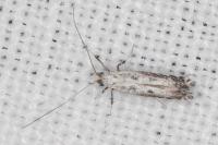 Parornix scoticella
