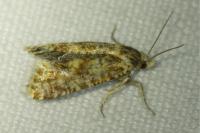 Aethes margarotana