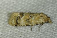 Aethes williana