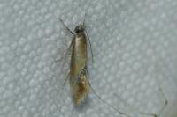 Batia lunaris