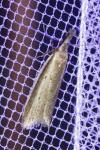 Pleurota bicostella