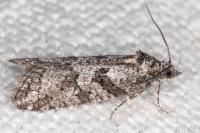 Cnephasia cupressivorana