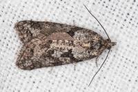 Cnephasia cupressivorana