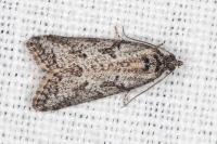 Cnephasia cupressivorana